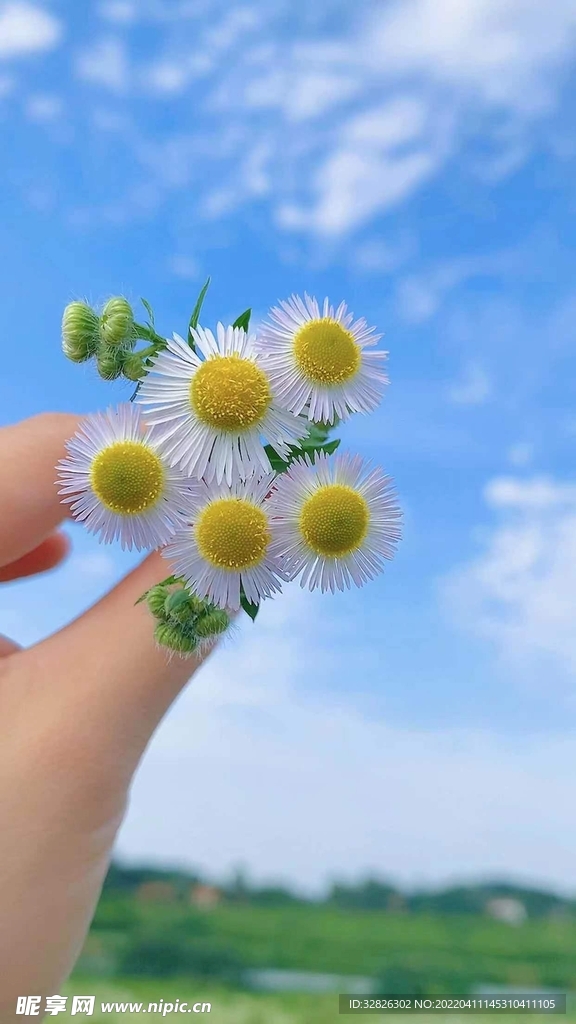 蓝天 花朵 背景  