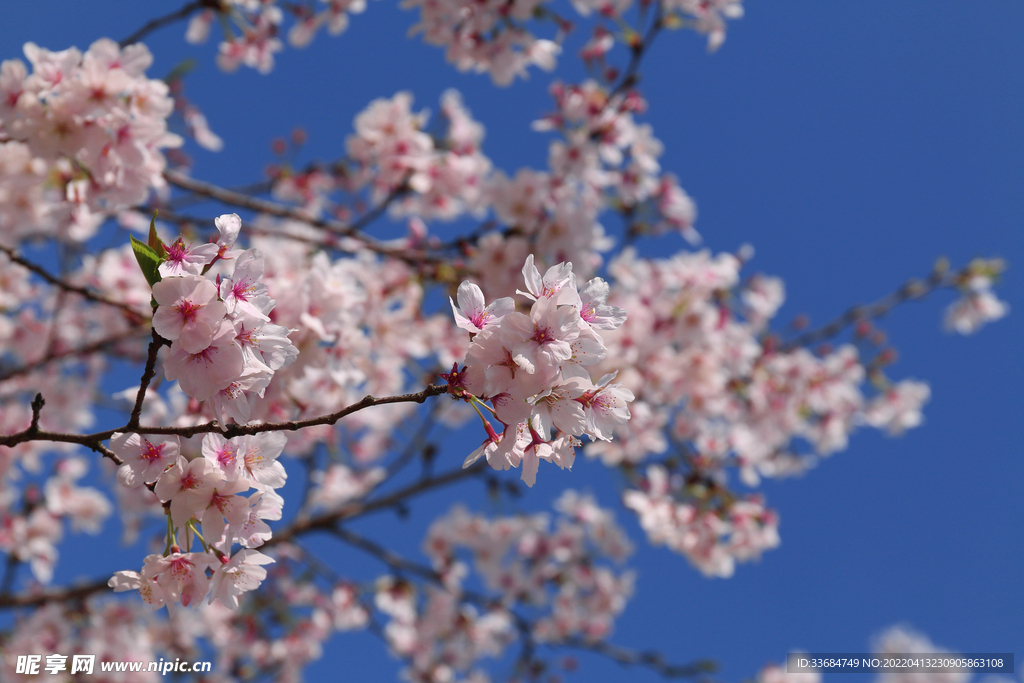 樱花图片