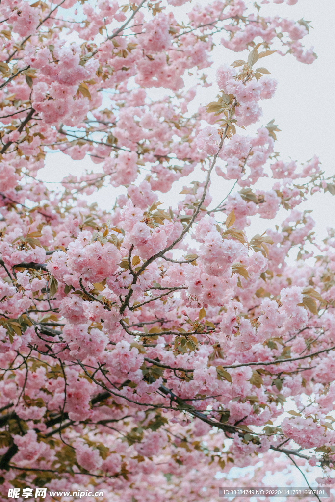 樱花 花的图片 