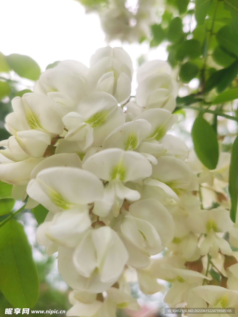 小清新春天白色槐花摄影图片