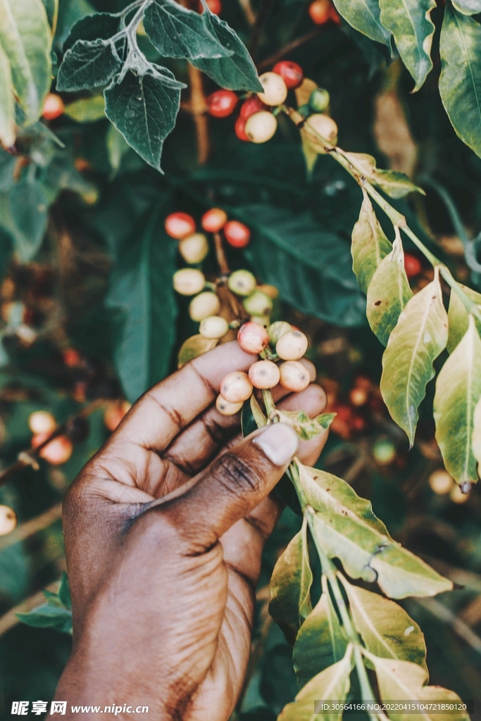 采摘咖啡豆