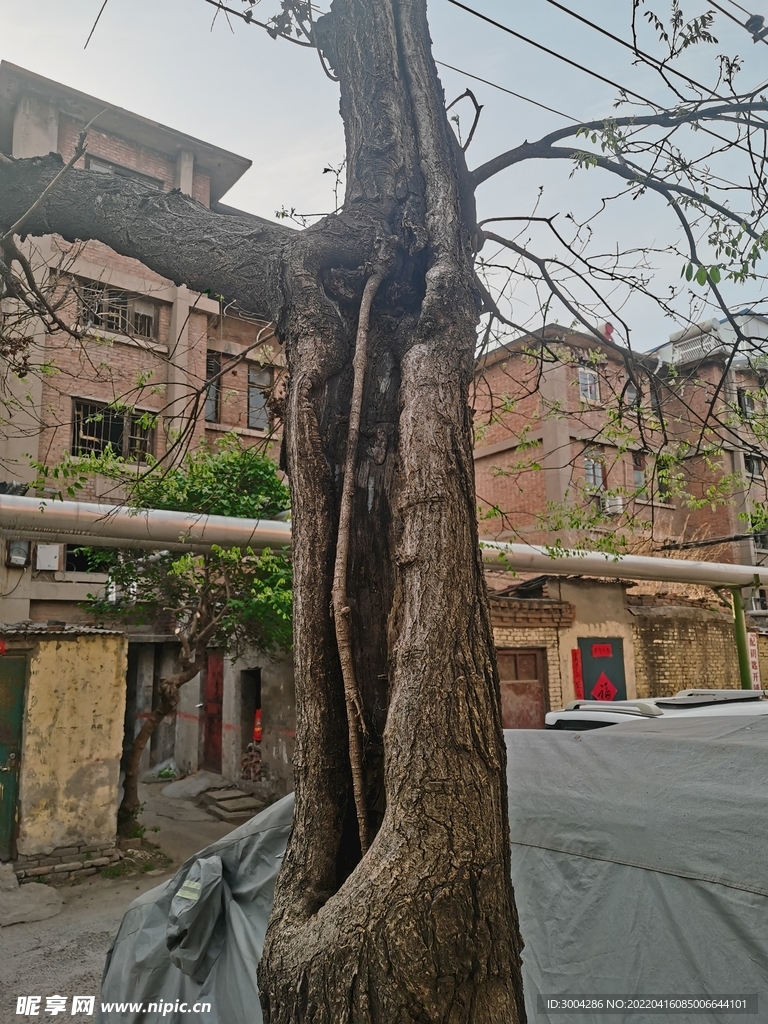 生命的倔强 自然景观