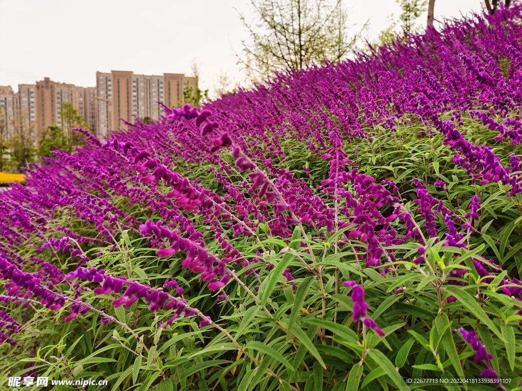 紫色的鼠尾草