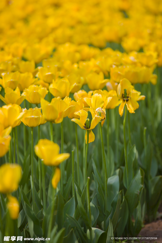 黄色郁金香  花团锦簇