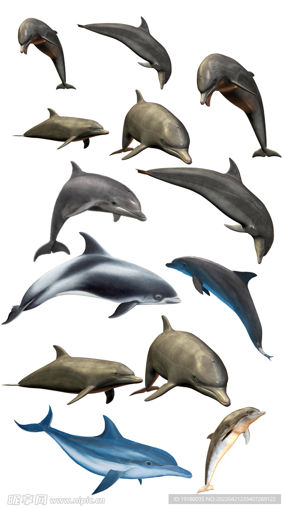 高清免扣海豚素材