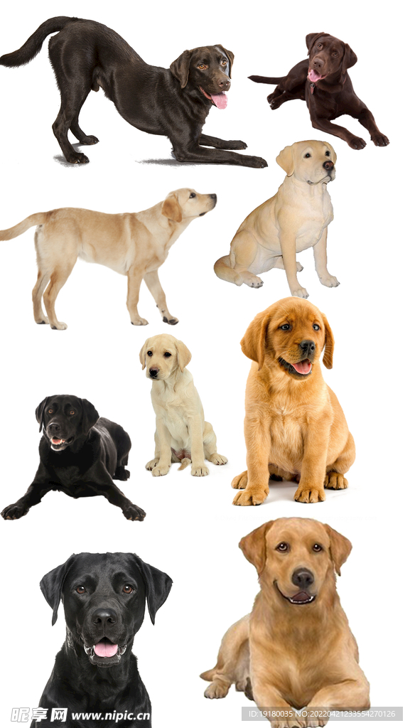 高清免扣拉布拉多素材