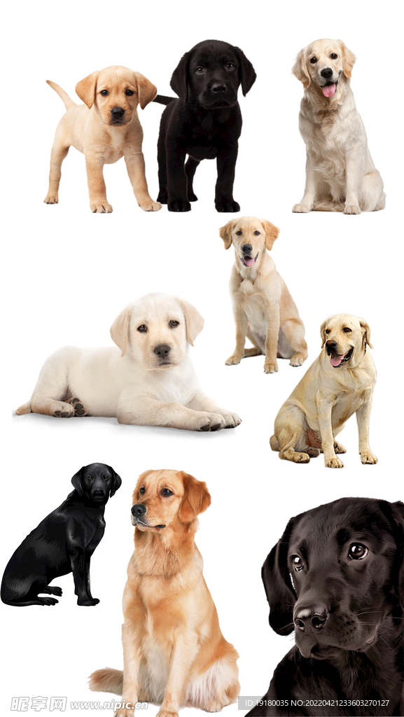 高清免扣拉布拉多素材