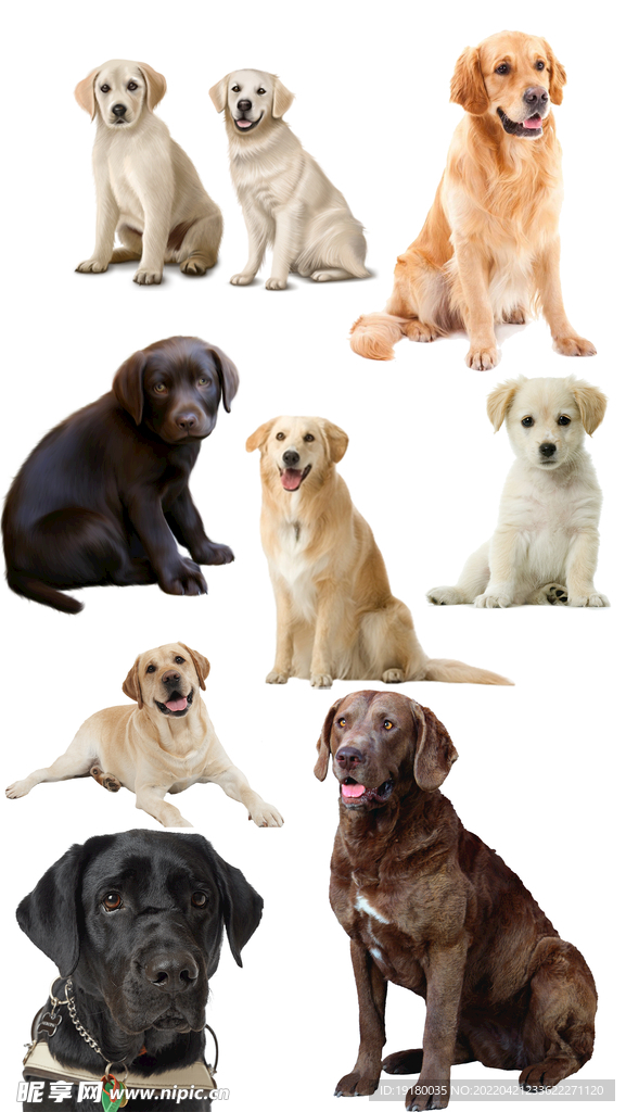 高清免扣拉布拉多素材