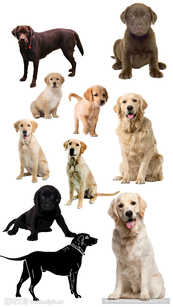 高清免扣拉布拉多素材
