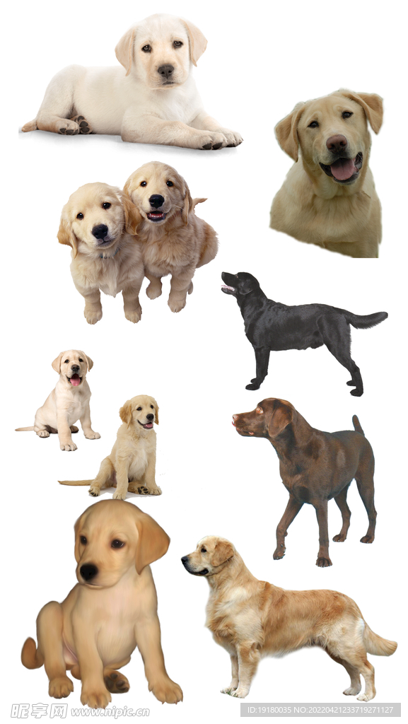 高清免扣拉布拉多素材