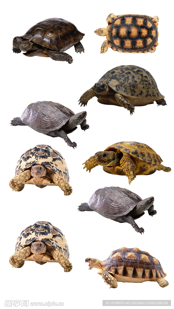 高清免扣乌龟海龟素材