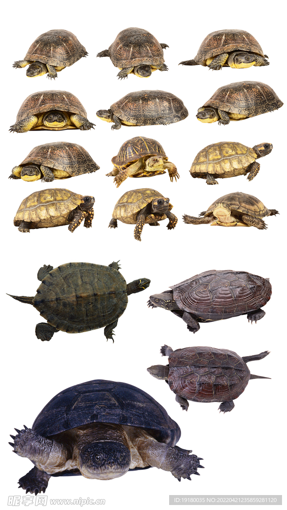 高清免扣乌龟海龟素材