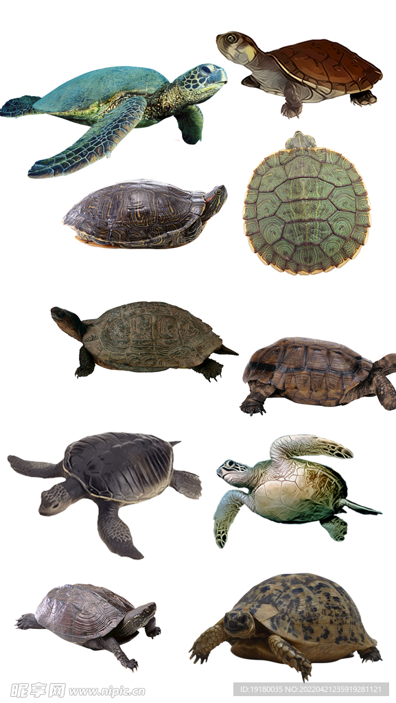高清免扣乌龟海龟素材
