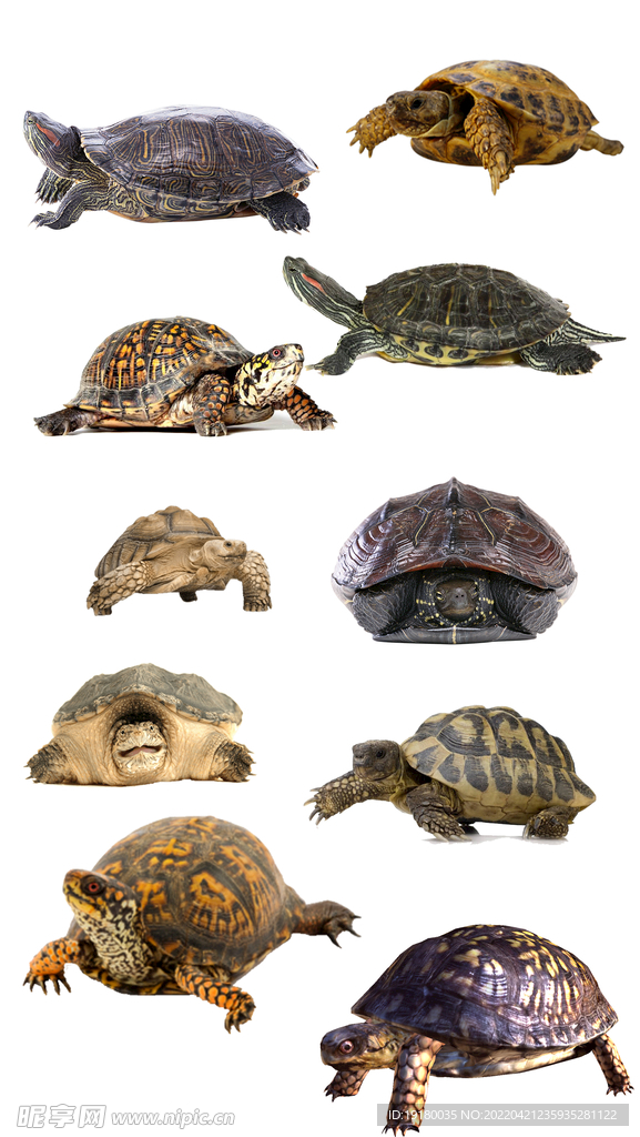 高清免扣乌龟海龟素材