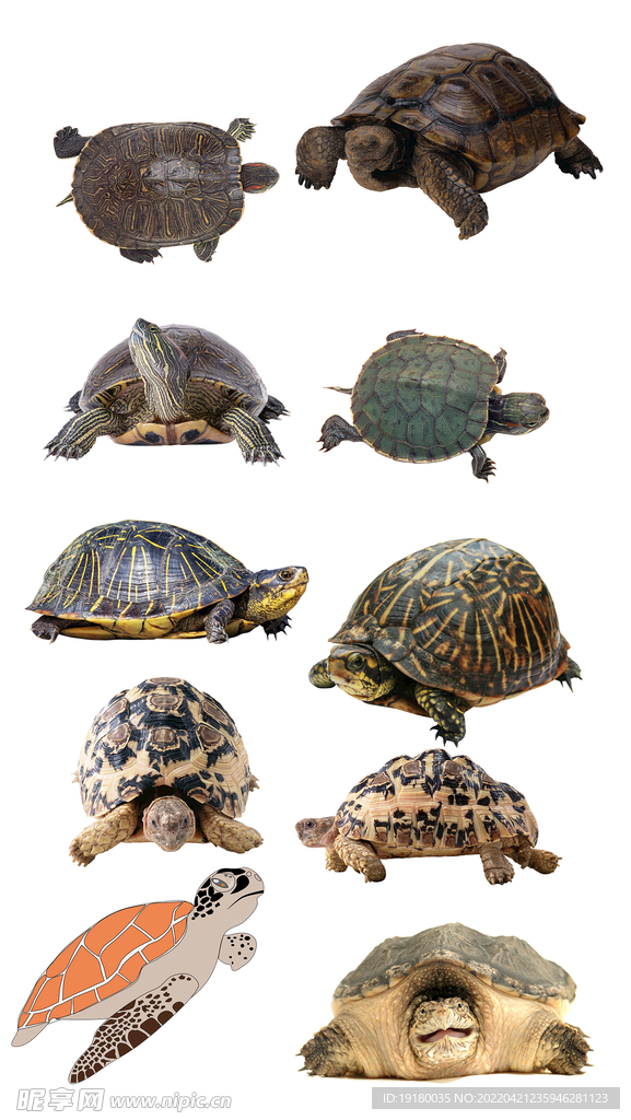 高清免扣乌龟海龟素材