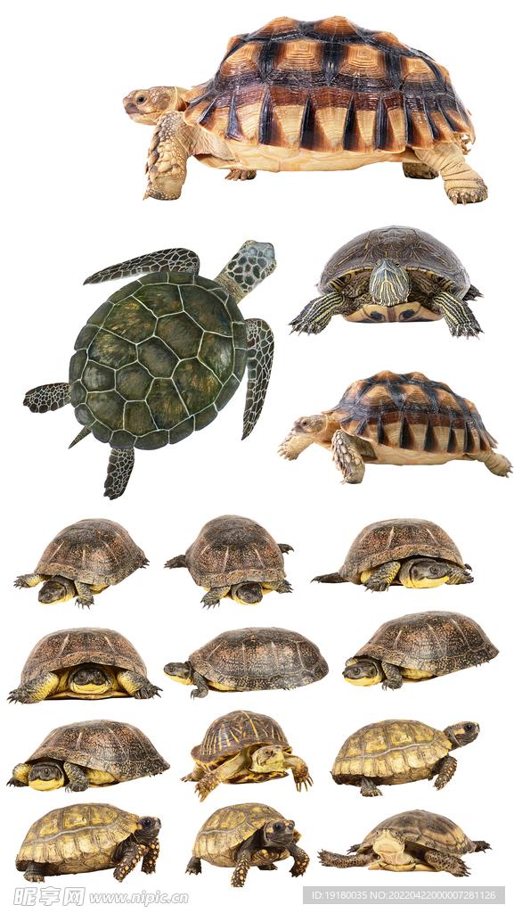 高清免扣海龟乌龟素材
