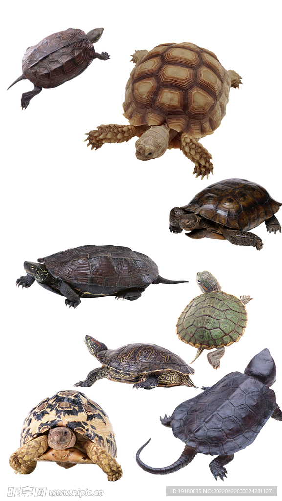 高清免扣乌龟海龟素材