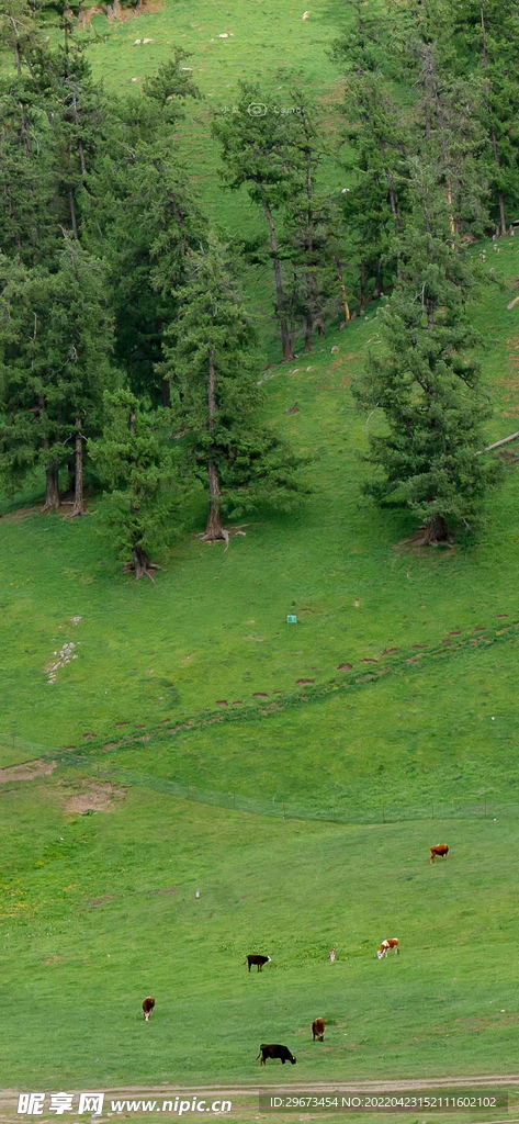 青山 绿色 蓝天 大自然  草