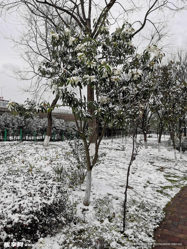 一树一树的雪花