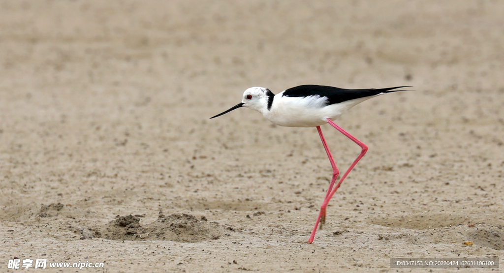 黑翅长脚鹬 水鸟 水禽 飞鸟 