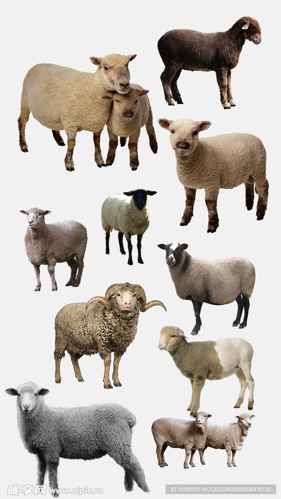 高清免扣羊素材