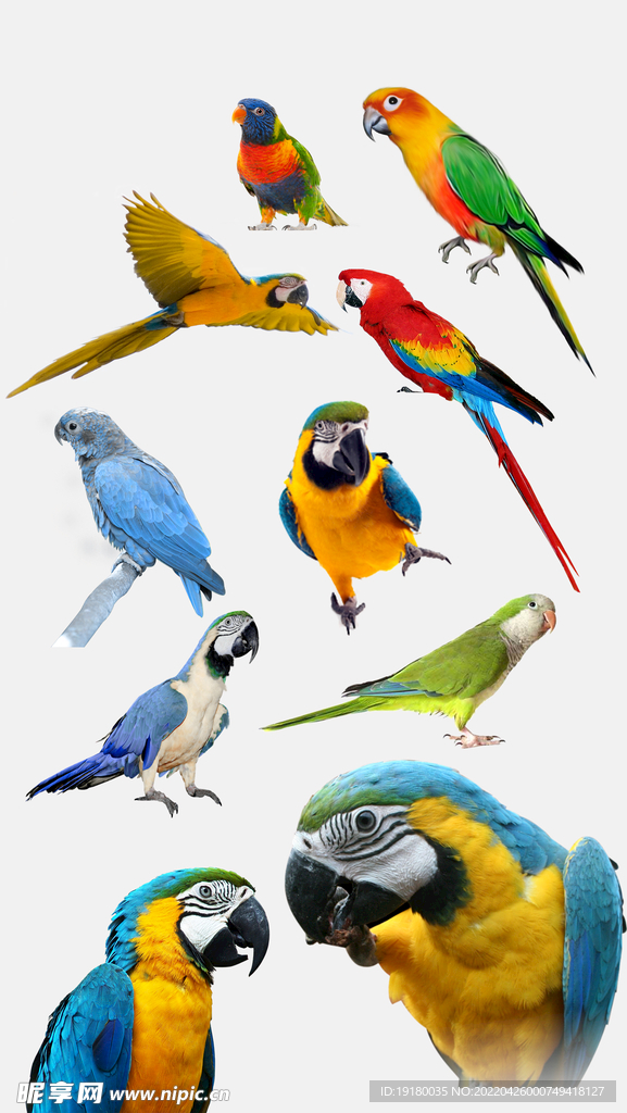 高清免扣鹦鹉素材