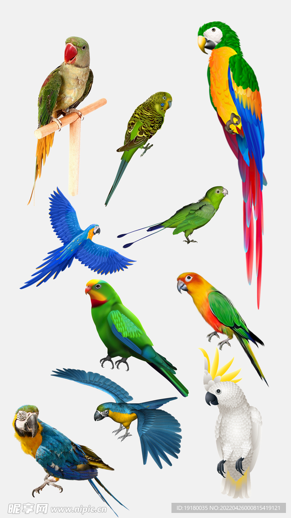 高清免扣鹦鹉素材