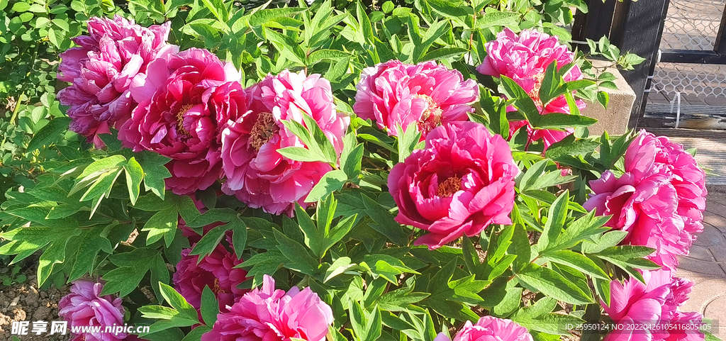 国色天香牡丹花开