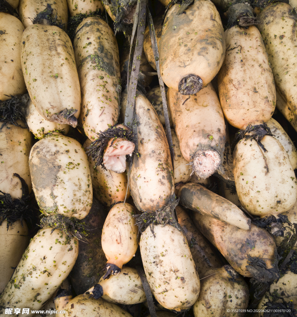 带泥莲藕高清摄影图