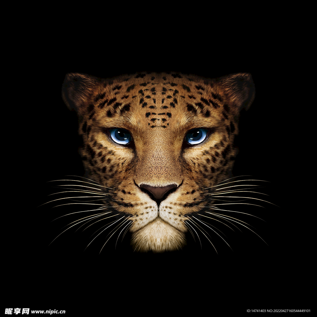 唯美高清豹子头