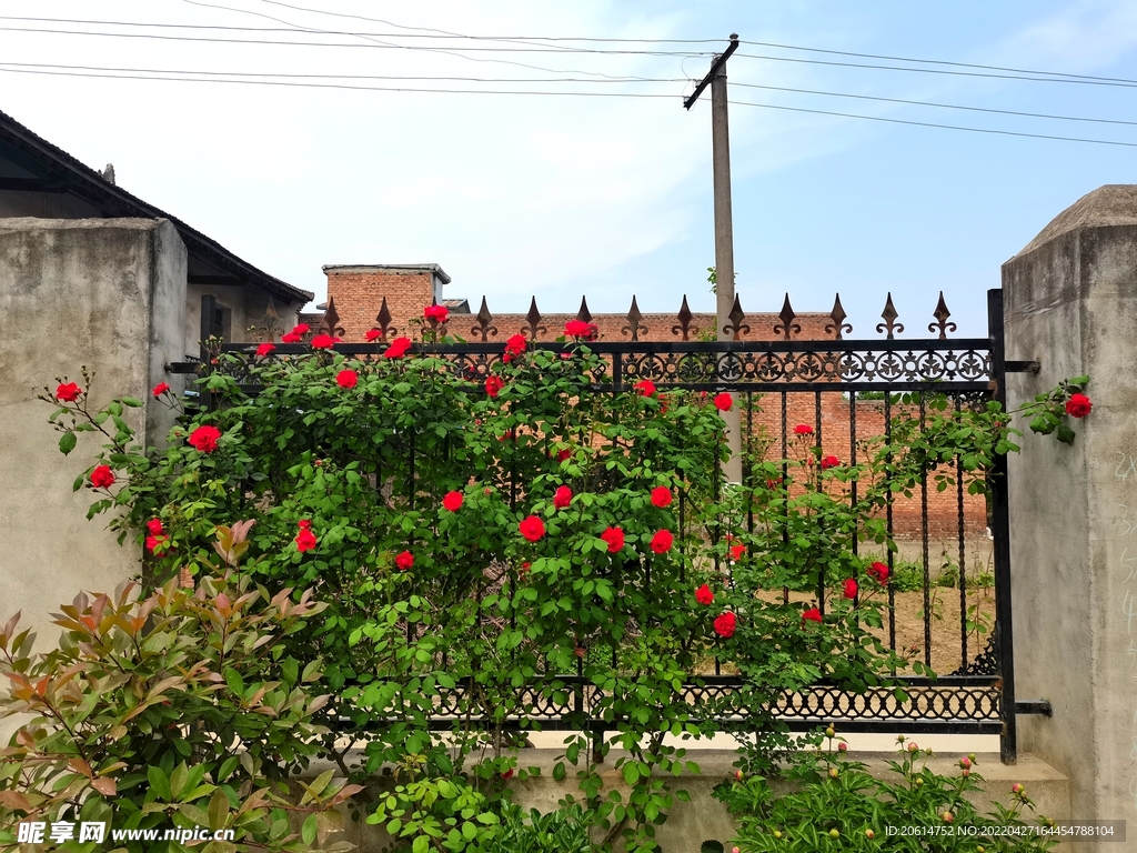 红艳艳的月季花