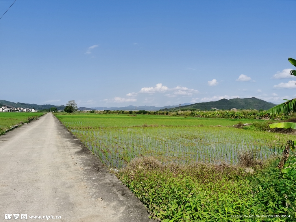 农村水田自然风景