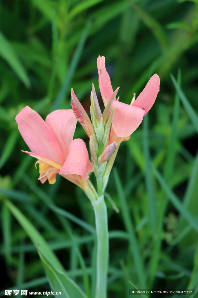 湿地公园粉红色美人蕉
