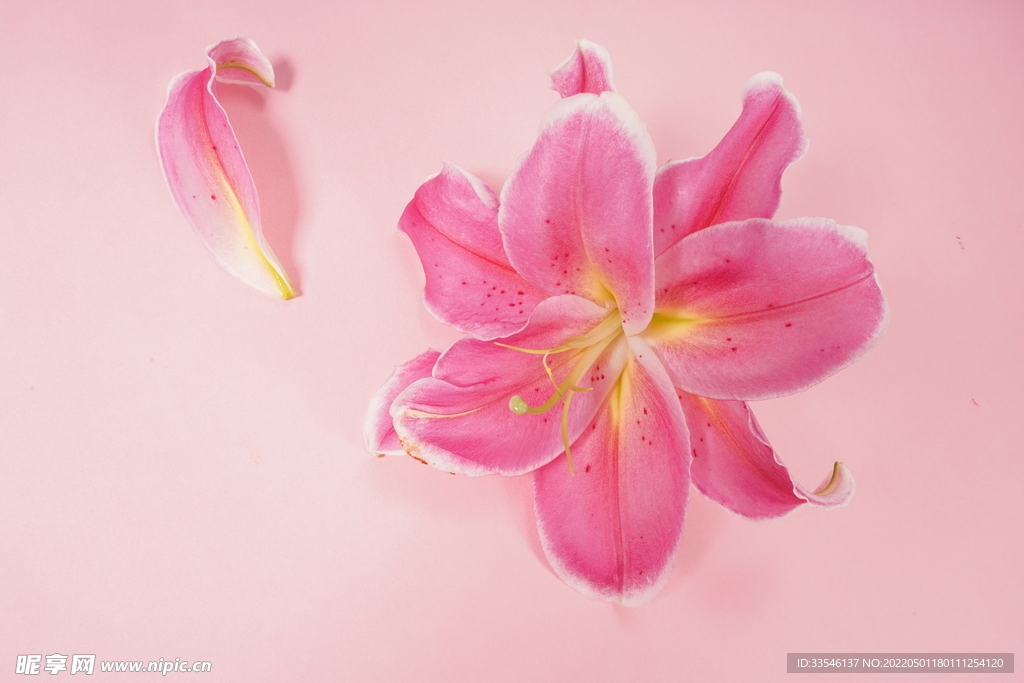 一朵百合花 粉色背景