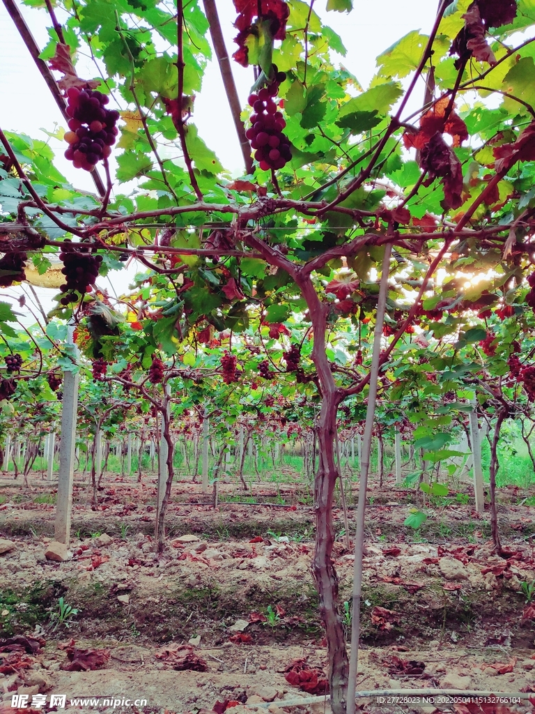 葡萄 丰收