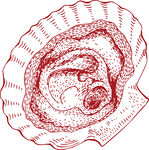 扇贝 瑶柱矢量图