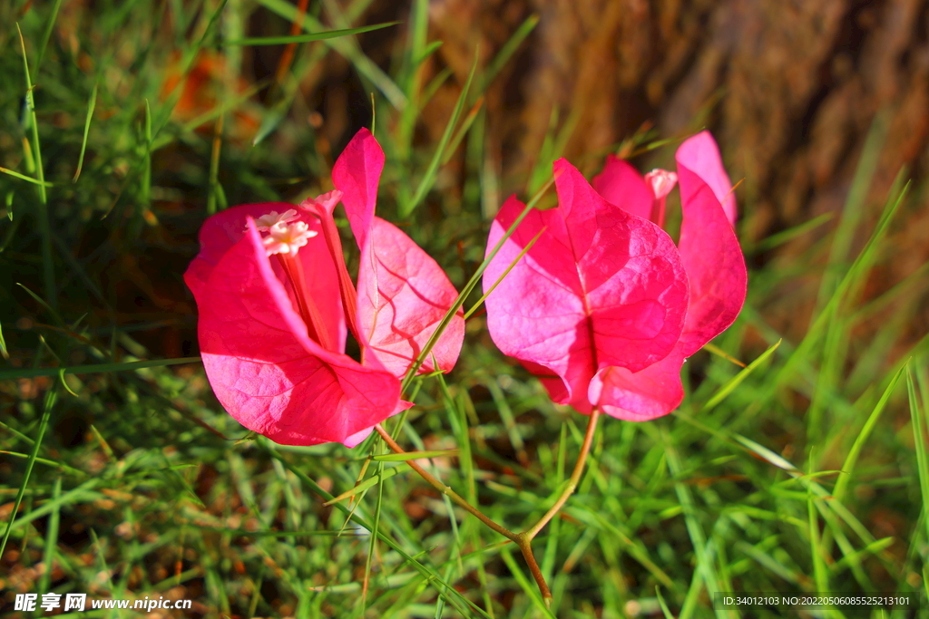 生命力最后的绽放