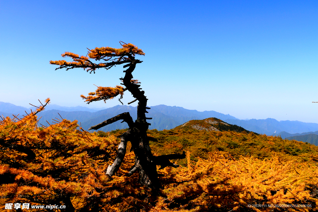 高山秋景  秦岭山