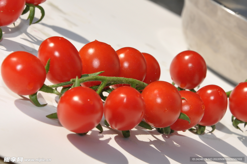 小番茄摄影素材