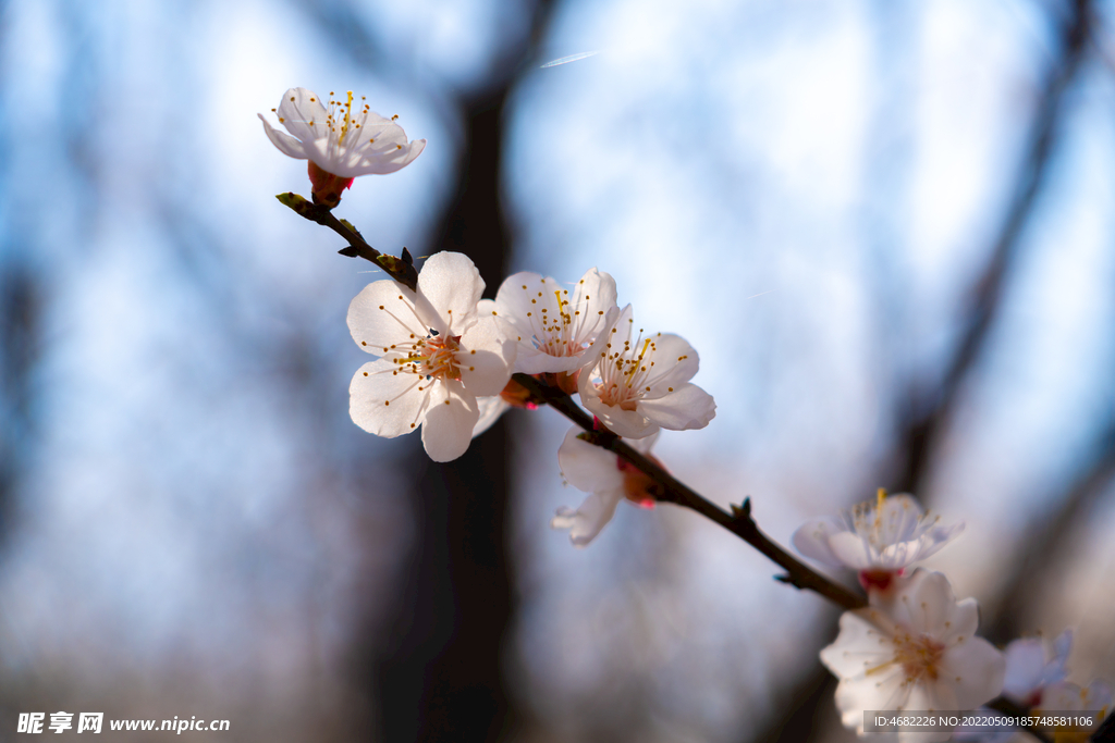 春天盛开的白桃花