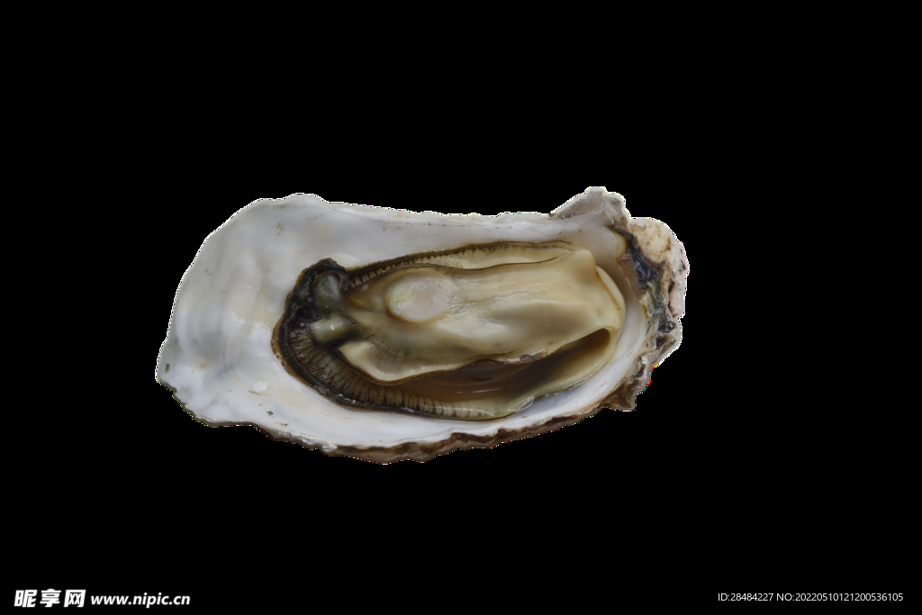 生蚝