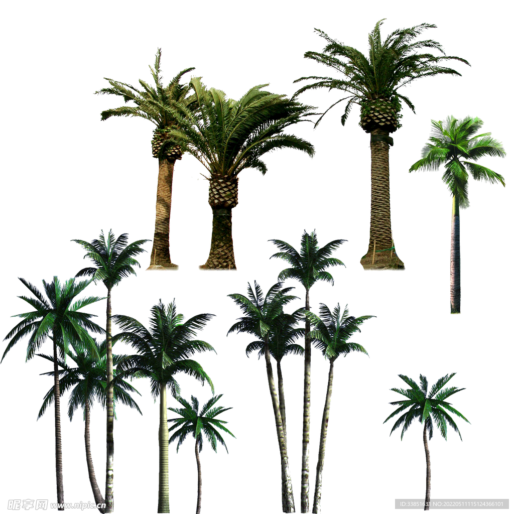 椰树素材