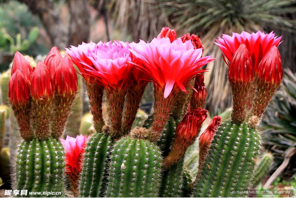  恶面红心  仙人花