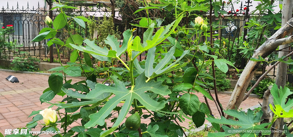 无花果与黄玫瑰