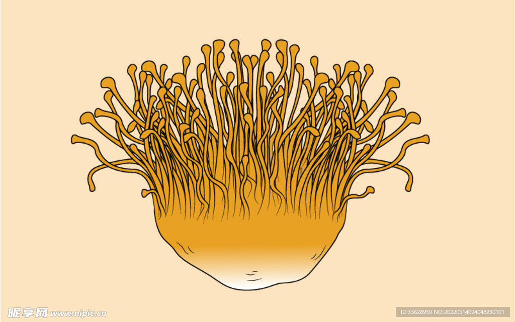 虫草花手绘插画