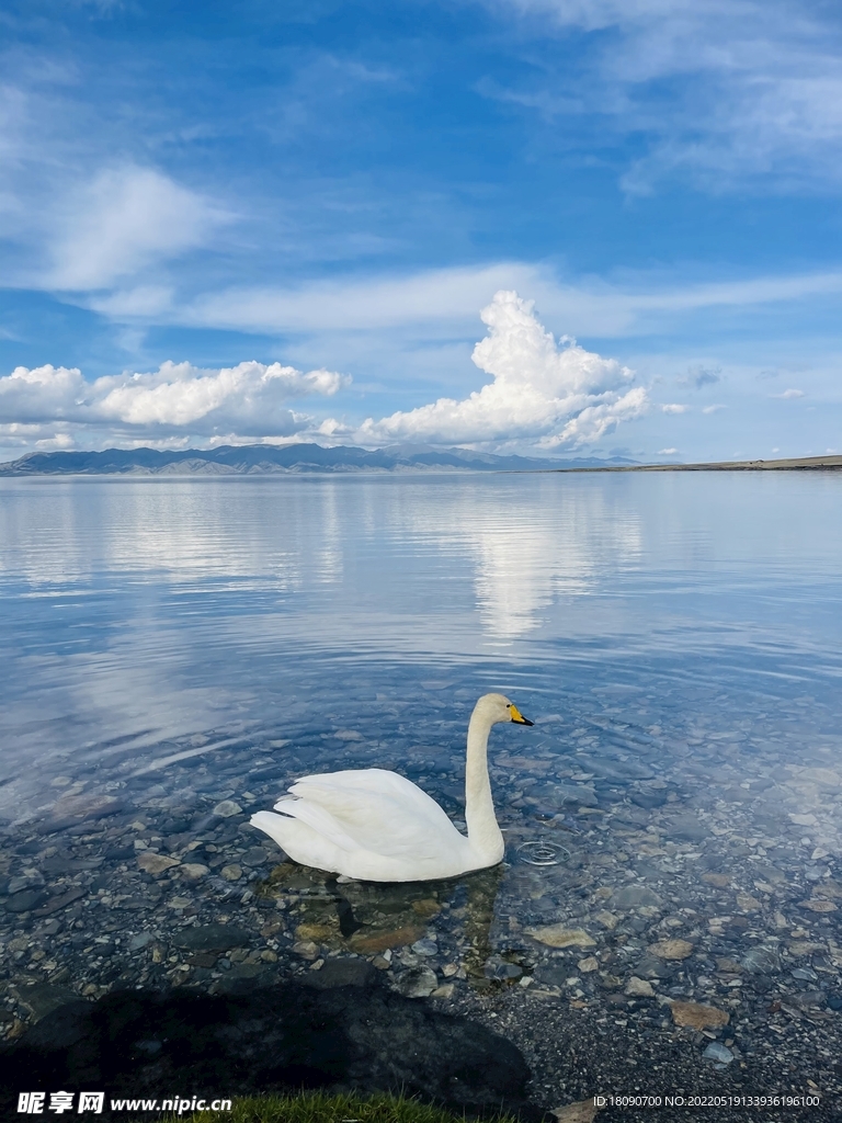 天鹅游水蓝天白云