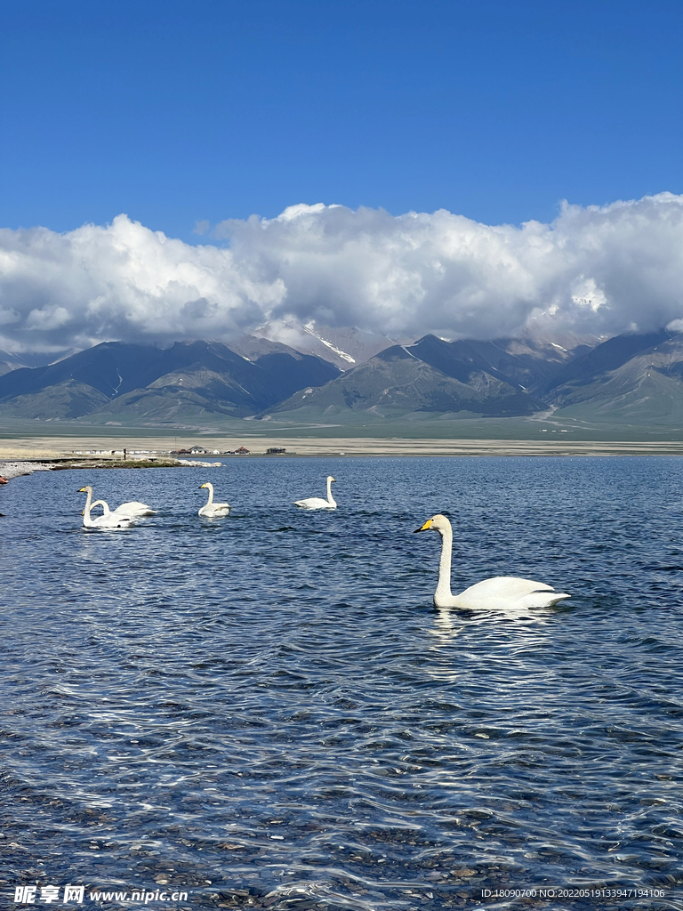 天鹅游水蓝天白云