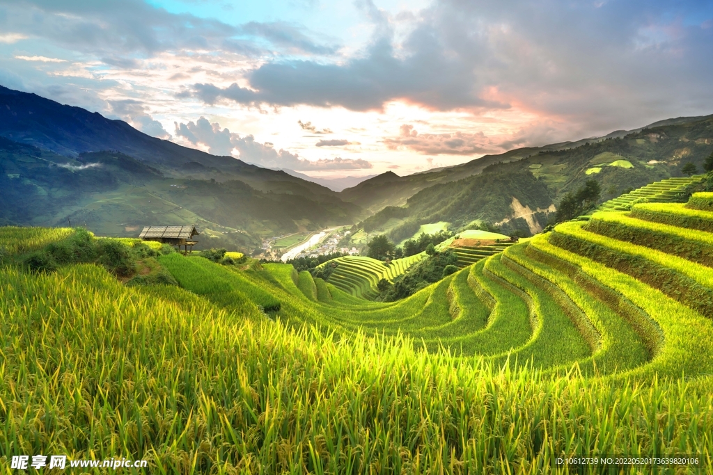 梯田里的稻草屋高清摄影