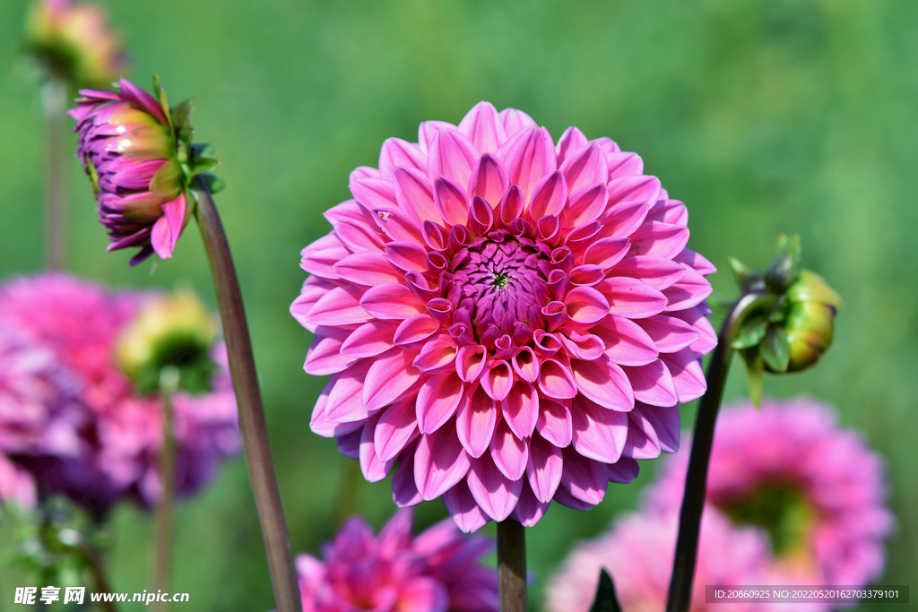 美丽的花朵图片