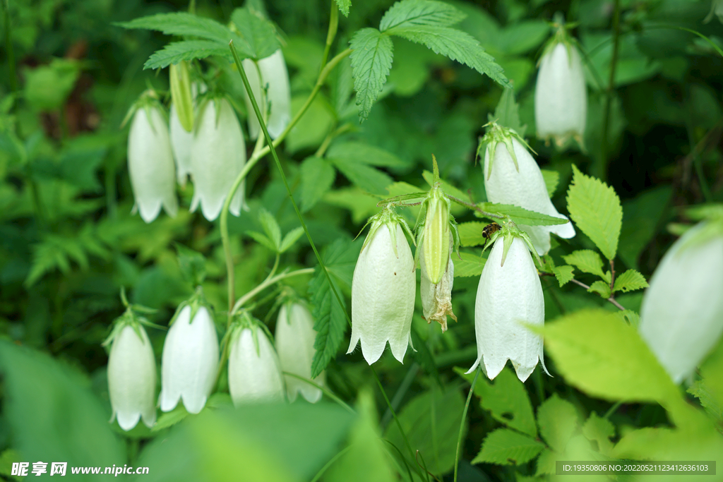风铃花的花朵和绿叶